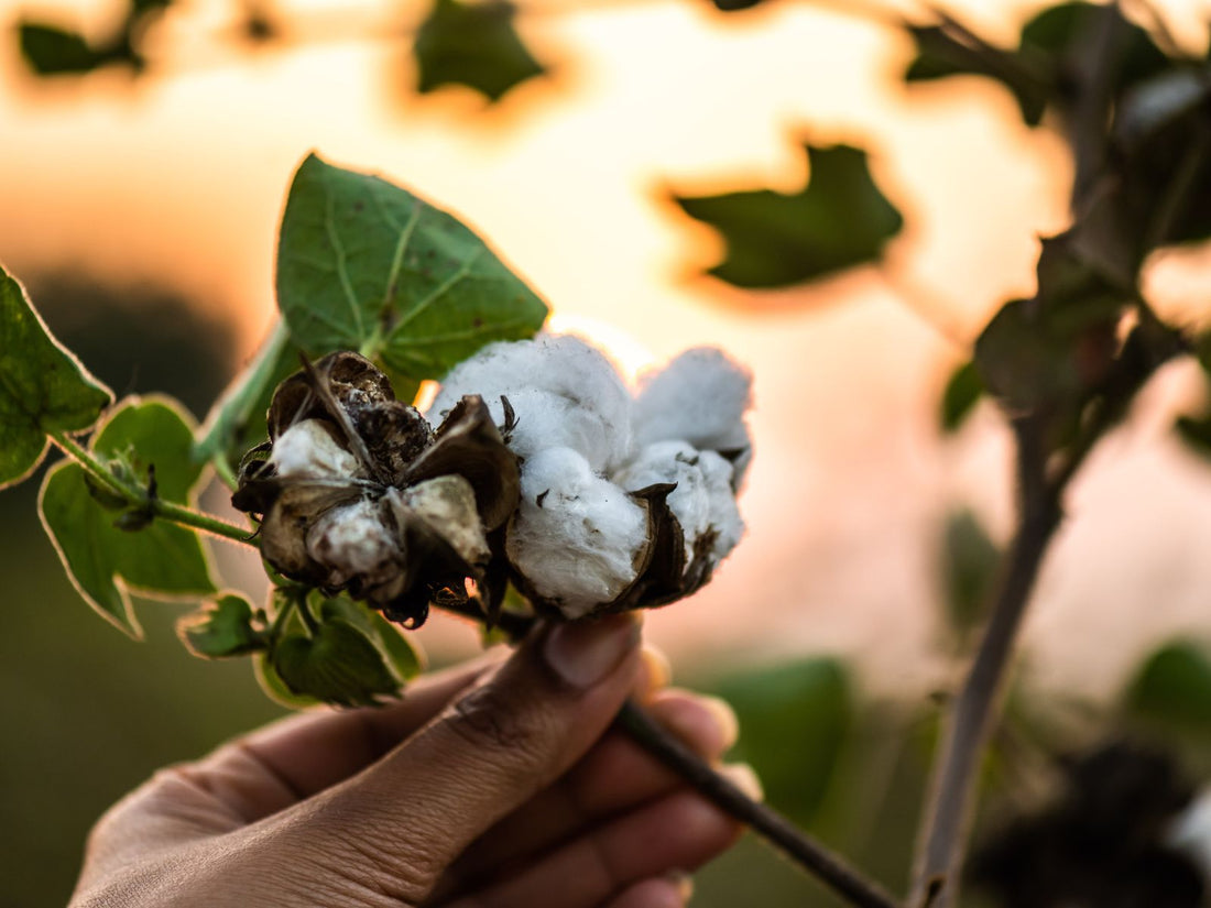 Bhumi Organic Cotton Featured In Being Designs