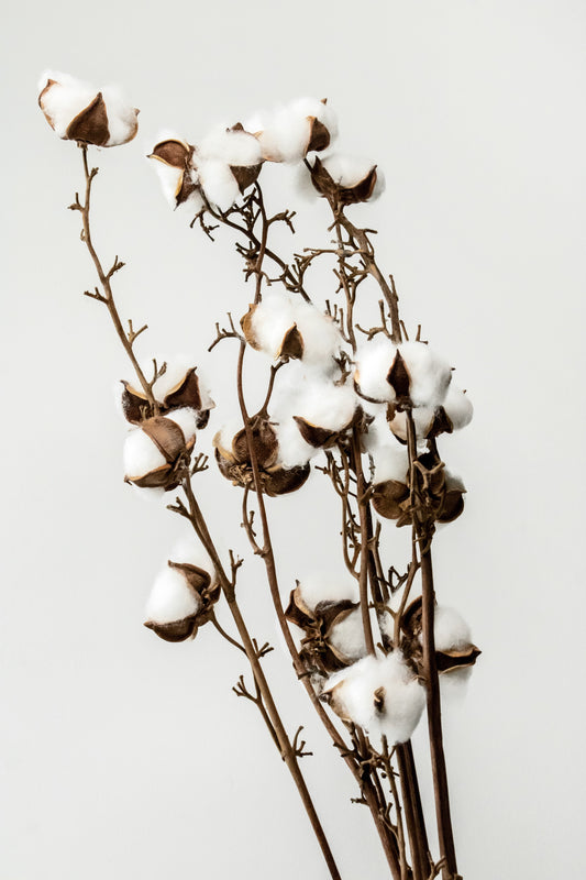 Organic vs Regular Cotton: What You Need to Know Before You Buy